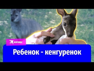Две мамы одного кенгуренка