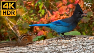 Cat TV for Cats to Watch  Fantastic birds, chipmunks, squirrels in the forest  8 Hours(4K HDR)