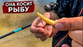 СЕКРЕТНАЯ приманка ПОМОЖЕТ поймать МНОГО / УХА на КОСТРЕ и рыбалка на ТАЕЖНОЙ реке!