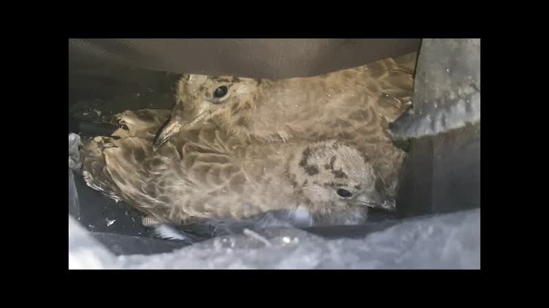 ДОМАШНИЕ котики хотели убить птенцов ради забавы. Пришлось