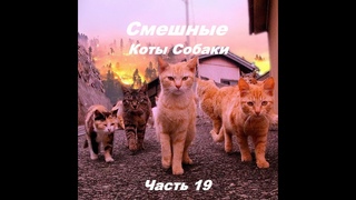 🔴Смешные Коты Собаки (Часть 19)✅ 🙂 👍 🐱 🐶