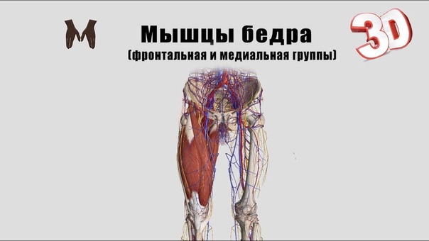 Мышцы бедра (фронтальная и медиальная группы) детальный