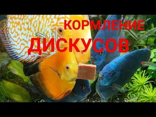 Кормление дискусов. Каким кормом кормить. Аквариум большого объёма 250×60×50 на 750 литров. Часть 37
