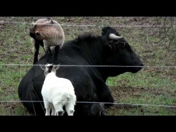 Un taureau de corrida samuse avec des