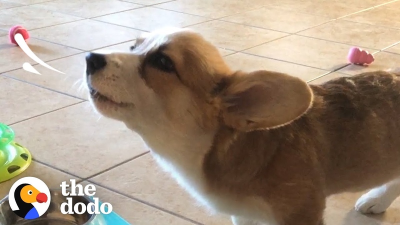 This Corgi Puppy Loves To Howl While She Eats, The