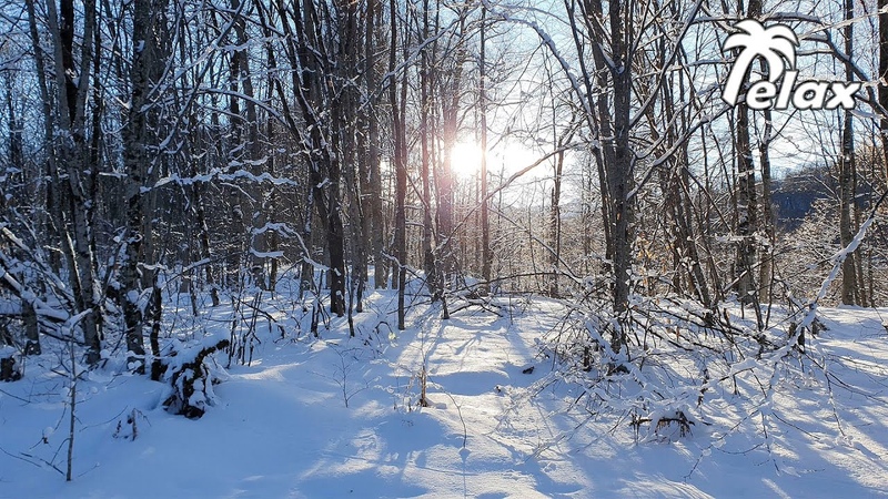 Winter forest in the Mountains and the Sounds of Nature for