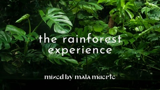 The Rainforest Experience  | #organichouse #latinhouse #afrohouse