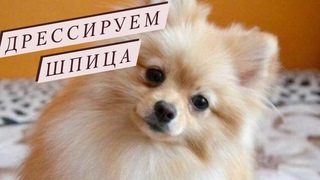 ШПИЦ ПОМЕРАНСКИЙ