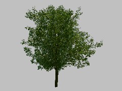 CL Tree - 43d
