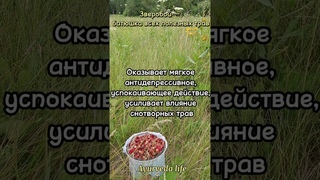 Полезные свойства зверобоя.