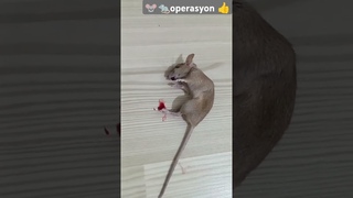 🐭🐀fare