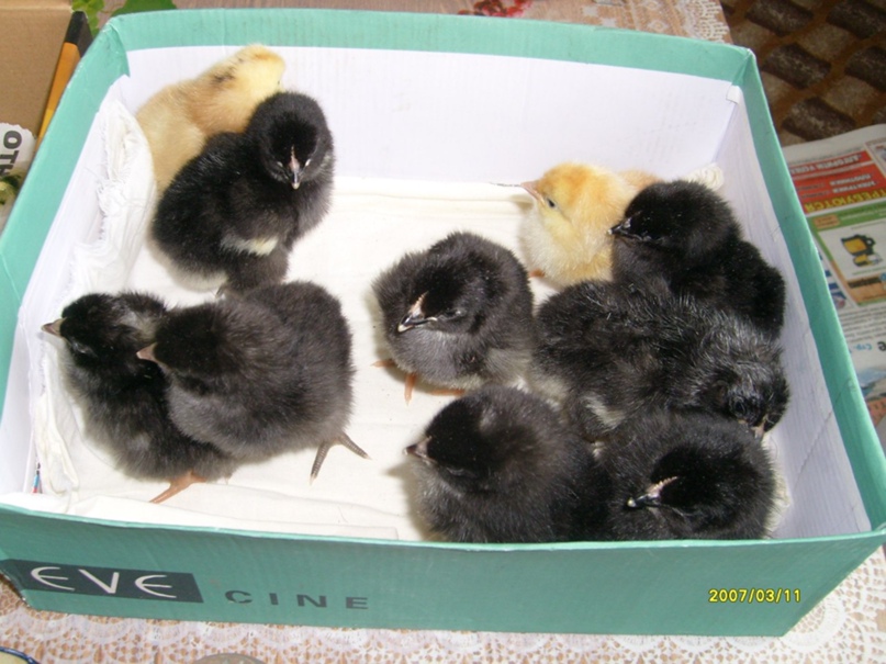 Татьяна Севостьянова |