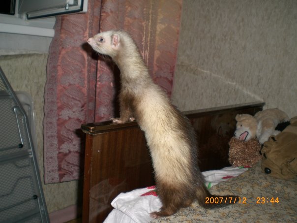 Анастасия Коршикова | Курск