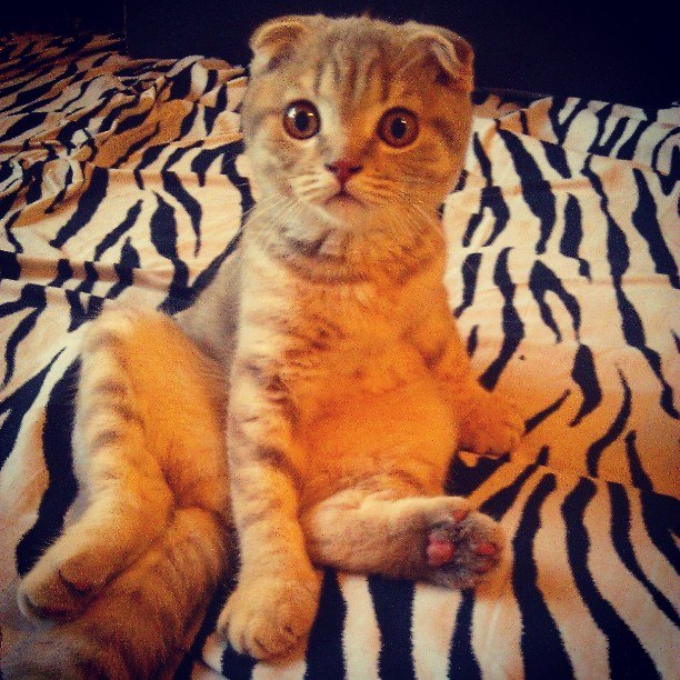 Екатерина Кириченко | Киев