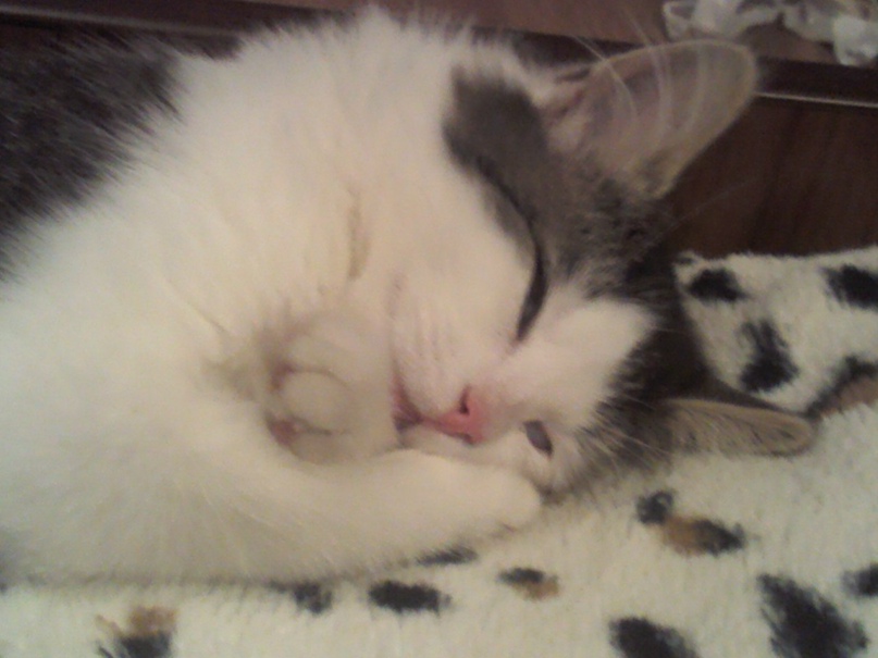 Ольга Никифорова | Санкт-Петербург