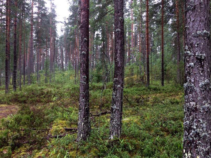 Ольга Толкачева | Санкт-Петербург