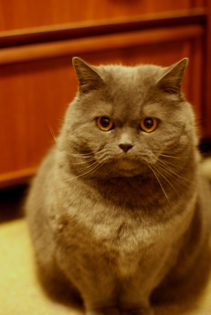 Елизавета Митрофанова | Санкт-Петербург