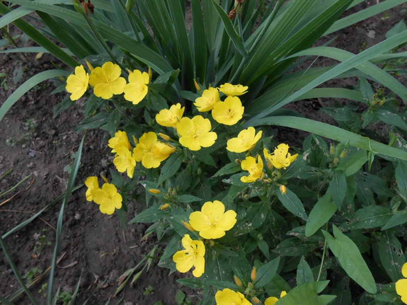 Алевтина Плотникова | Кужмара