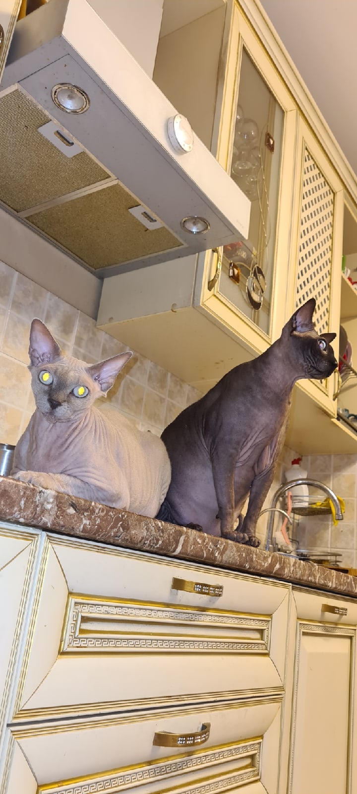 Андрей Прибылов Михайлович | Москва