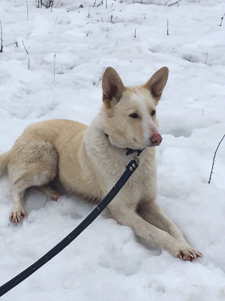 Друзья, вчера вечером в 20-30 вывернулась с