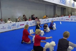 WDS-2016, Bichon Frise, open class (females). Part 1.