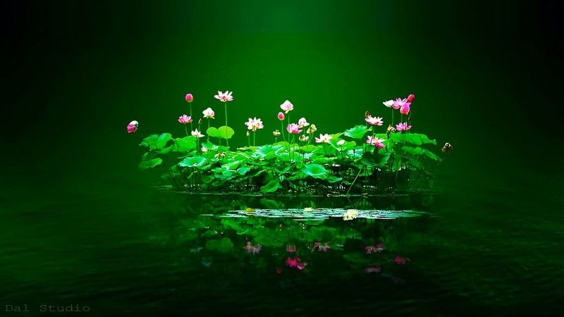 Dreams of you Flowers, relaxing music beautiful