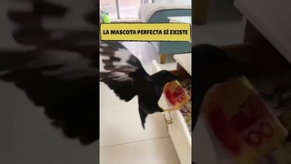 La mascota perfecta si existe #Mascotas #MascotasGraciosas #finanzasparatodos