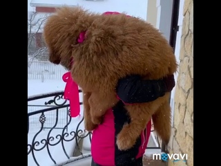Огромный щенок тибетского мастифа