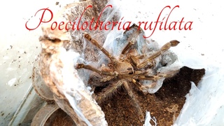 Poecilotheria rufilata. Большой паук и его кокон.
