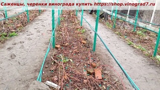 Укрываем виноградник- лозы пришпишены к земле, Два первых ряда укрыты, метод укрытия, шпалеры.