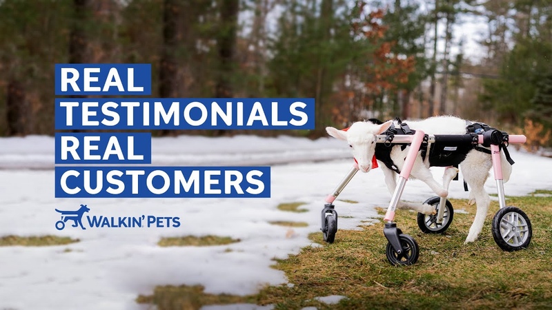 Walkin Pets Customer Reviews