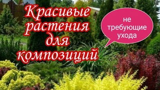Красивые растения для композиций .Самые неприхотливые и декоративные.Дача.Сад.Ландшафтный дизайн.