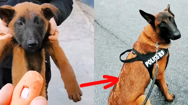 Stray puppy broke into police camp, became a Police Dog after being