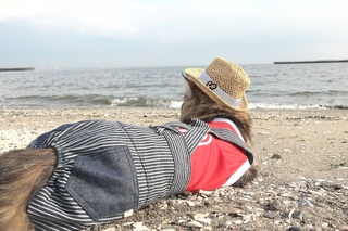 Cat Osamu go see the ocean おさむと海