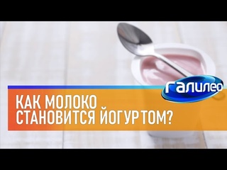Галилео 🥛 Как молоко становится йогуртом?