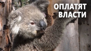 В Новом Южном Уэльсе откроется ветклиника для коал