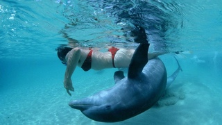 El Lado Oscuro de los Delfines que te pondrá los pelos de punta