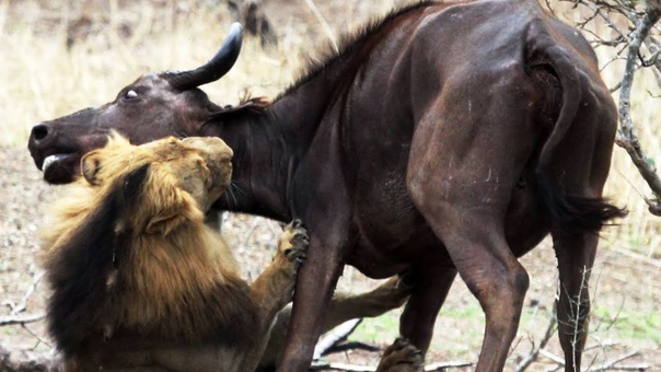 Male Lions Kill Buffalo Mother Calf Latest Wildlife