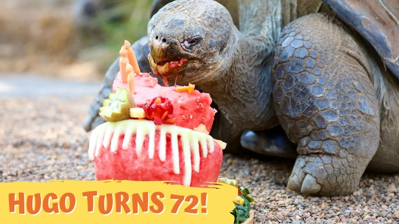 World Famous Hugo the Galapagos Tortoise Turns 72, Australian Reptile