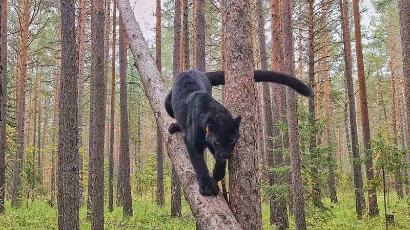 Thats why cat and dog need a tail How leopard Luna and Rottweiler Venza use their amazing