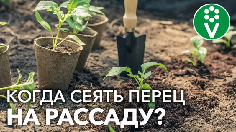 НЕ СЕЙТЕ ПЕРЕЦ СЛИШКОМ РАНО Оптимальные СРОКИ ПОСЕВА +