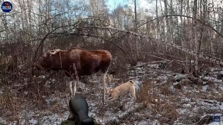 ОХОТА на ЛОСЕЙ со ЗРИТЕЛЯМИ канала. Лоси в шоке!