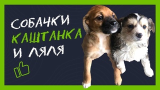 Собаки-дворняжки Ляля и Каштанка на передержке у волонтёров
