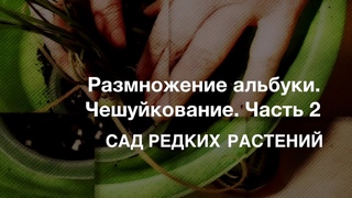 Размножение альбуки спиралис. Чешуйкование, часть 2. Способ размножения спаржевых.