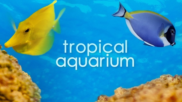 Vancouver Tropical Aquarium in 4