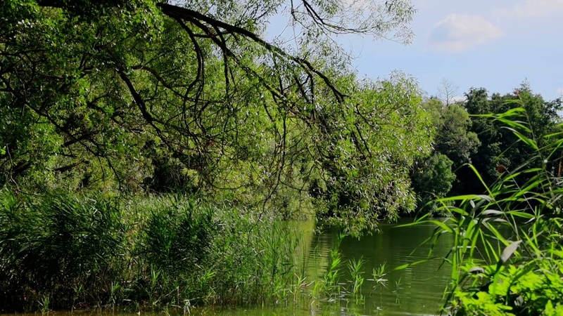 Calm in the Woods: Serenity and Relaxation