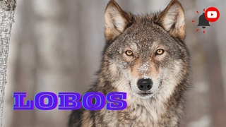 El LOBO y su interesante mundo.