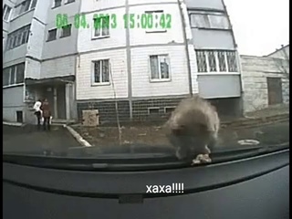 Кот блюёт на машину ржака до слёз!