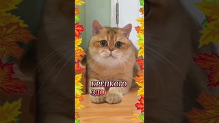 #шортс #доброе #поздравление #утренняя #спокойная #утренняямузыка #cat