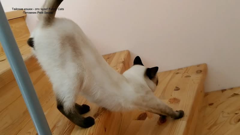 Как тайский кот Калиостро медленно спускается по лестнице